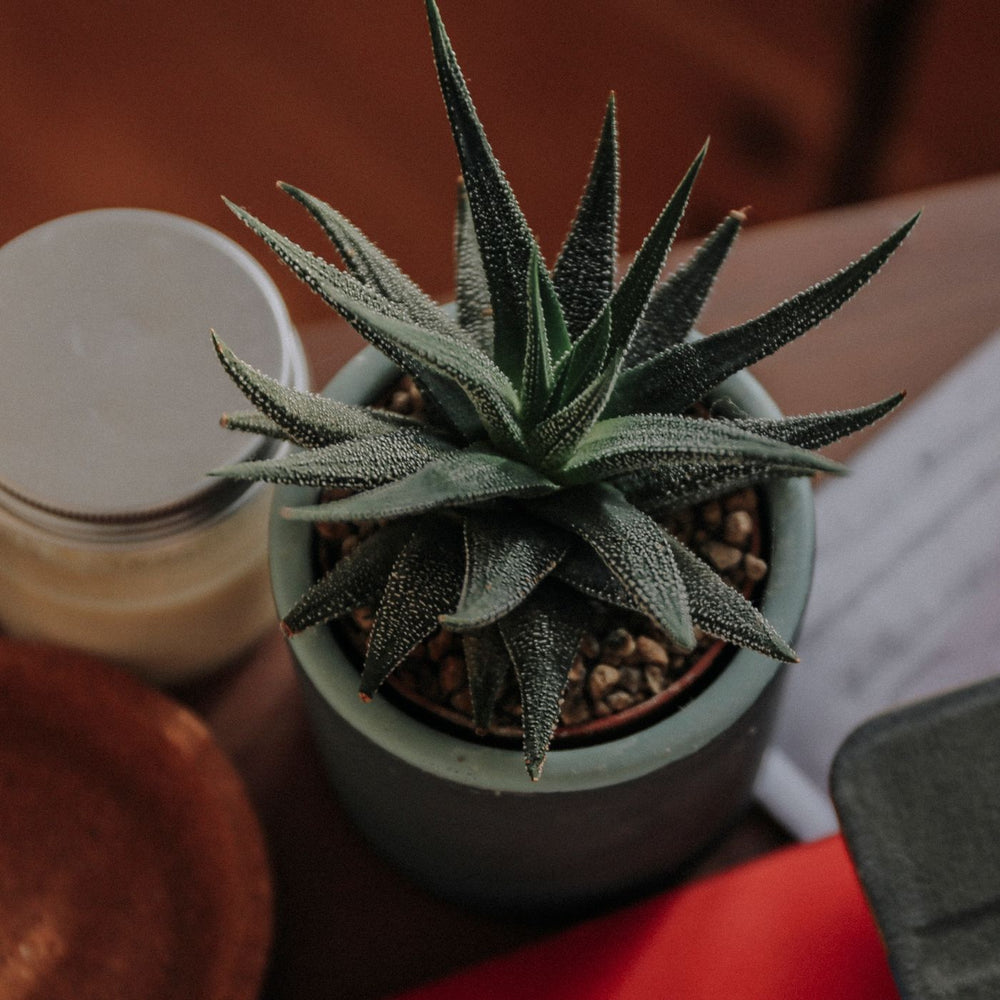 A warm toned ceramic plant pot with a minimal shape, photographed planted on a wooden surface.