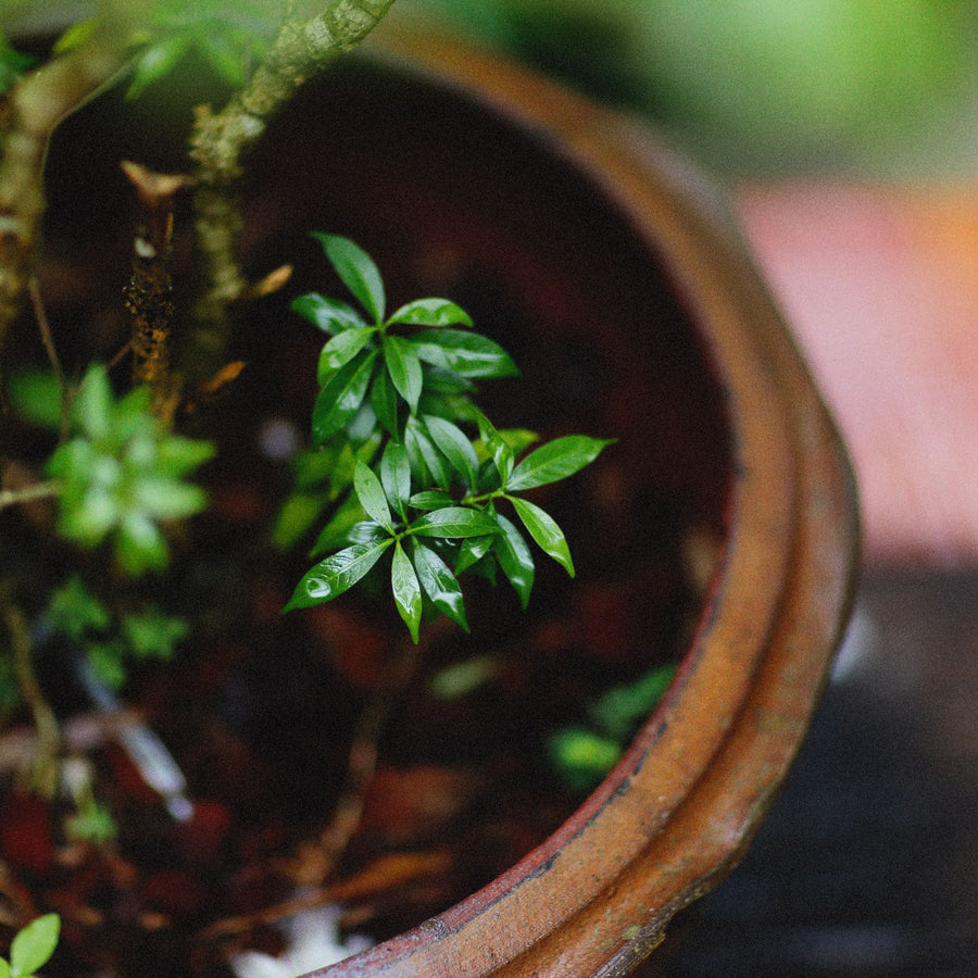 A rustic clay pot photographed close up with fresh green leaves growing out of it.