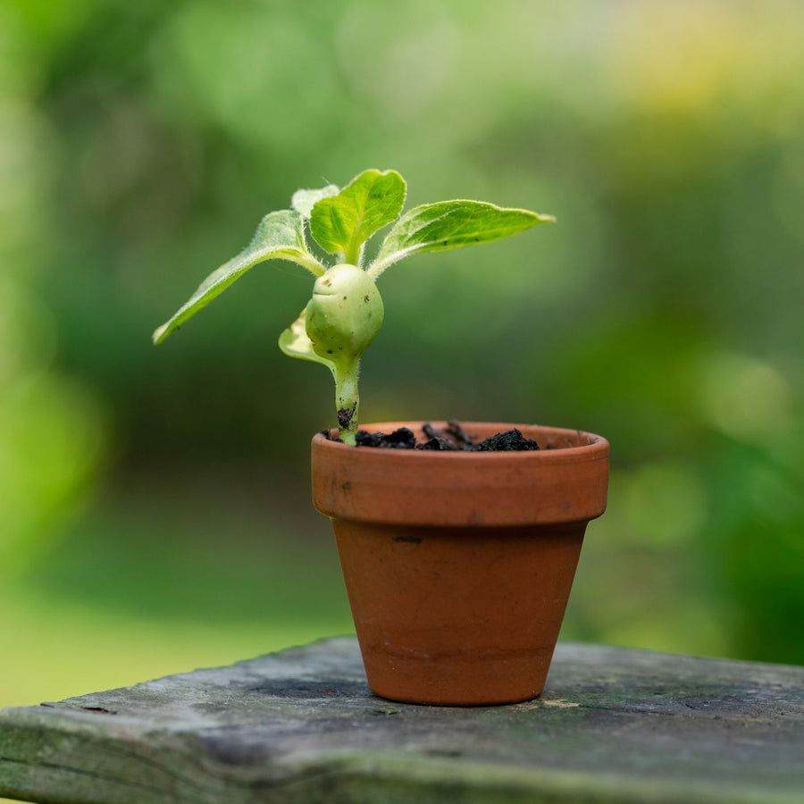 A small clay pot, photographed outdoors with a young green seedling growing in it.