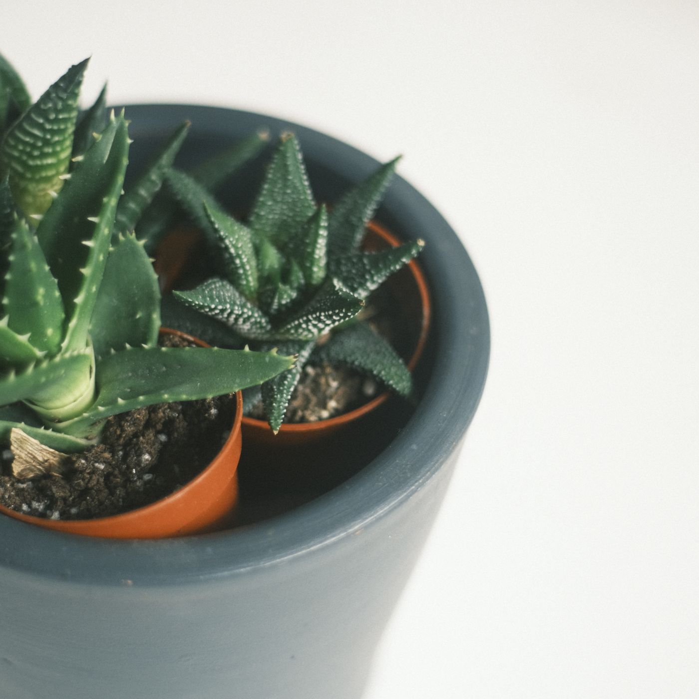 A grey ceramic flowerpot, shown indoors holding spiky succulents.