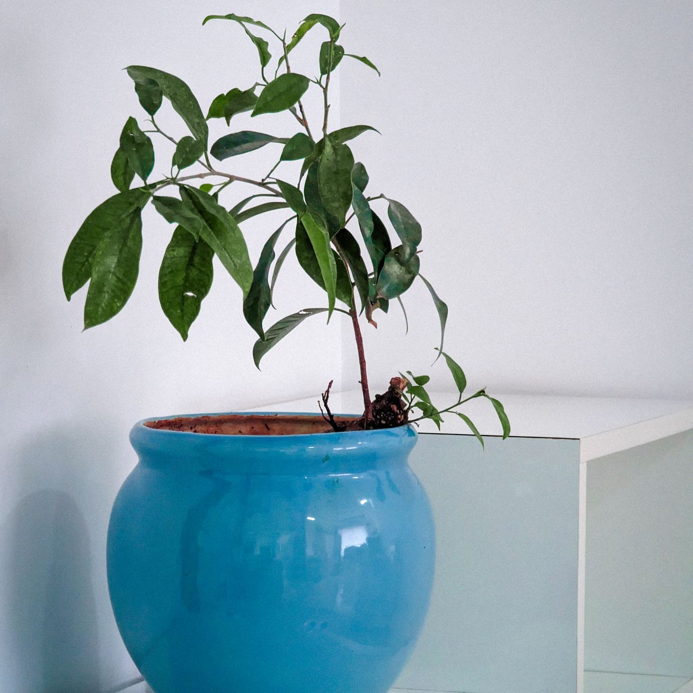 A blue ceramic plant pot, shown planted on a white modern desk indoors.