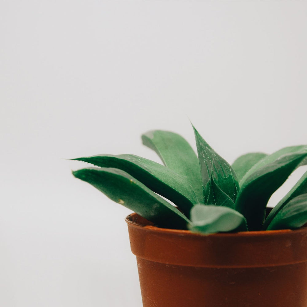 A terra cotta pot photographed against a neutral background with a green succulent planted in it.