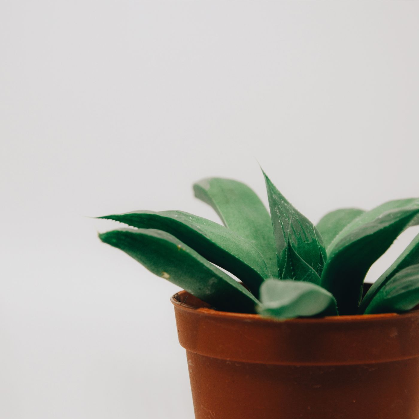 A terra cotta pot photographed against a neutral background with a green succulent planted in it.