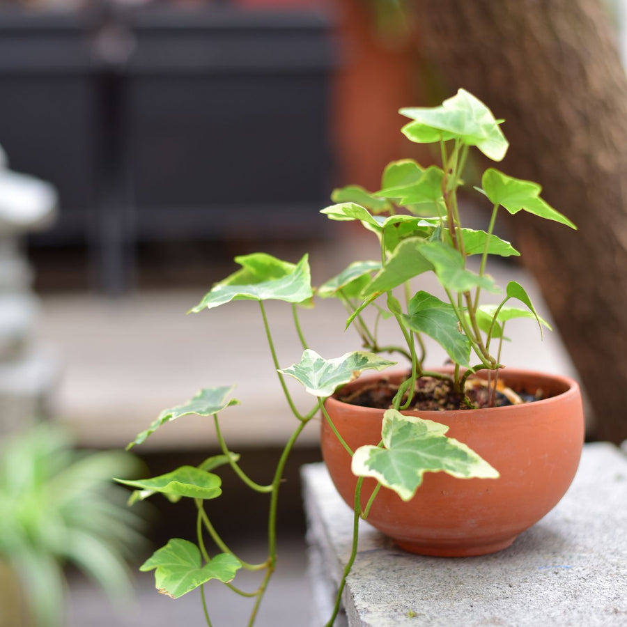 A terra cotta pot photographed outdoors on a stone ledge with green ivy trailing from it.