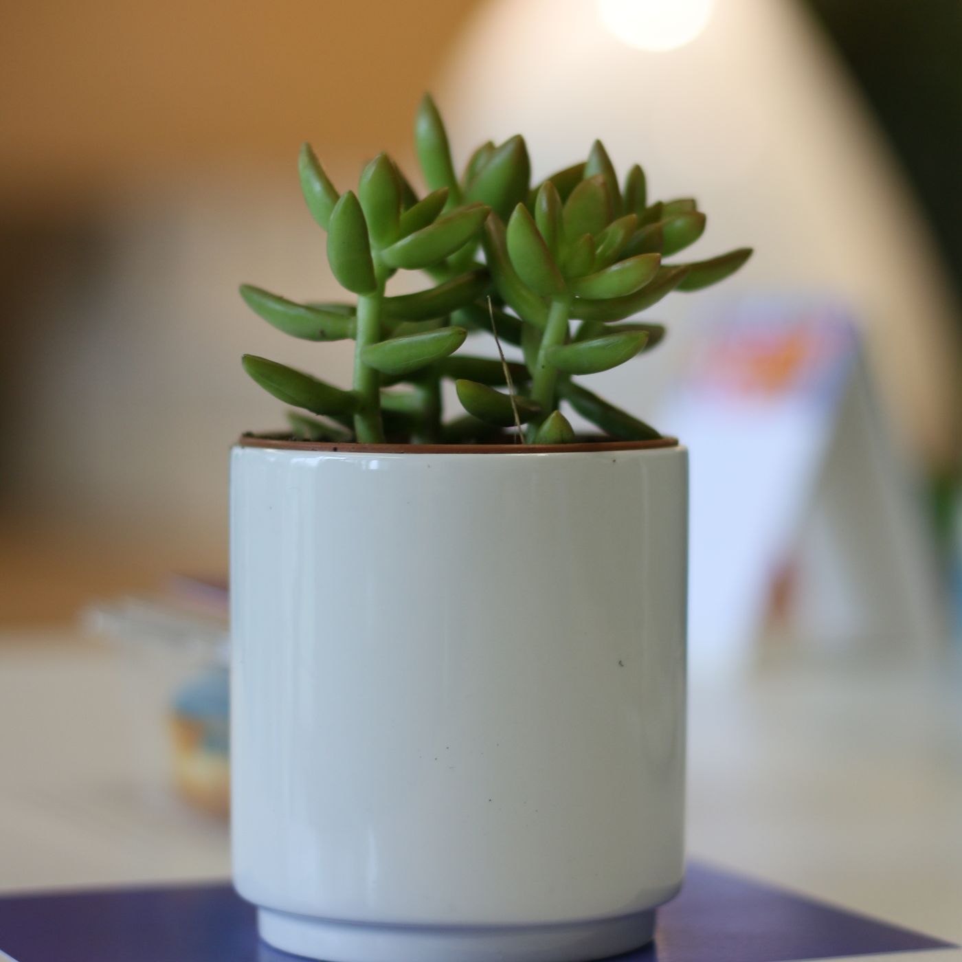 A simple white ceramic plant pot sized for a desk, shown planted with a small green succulent.