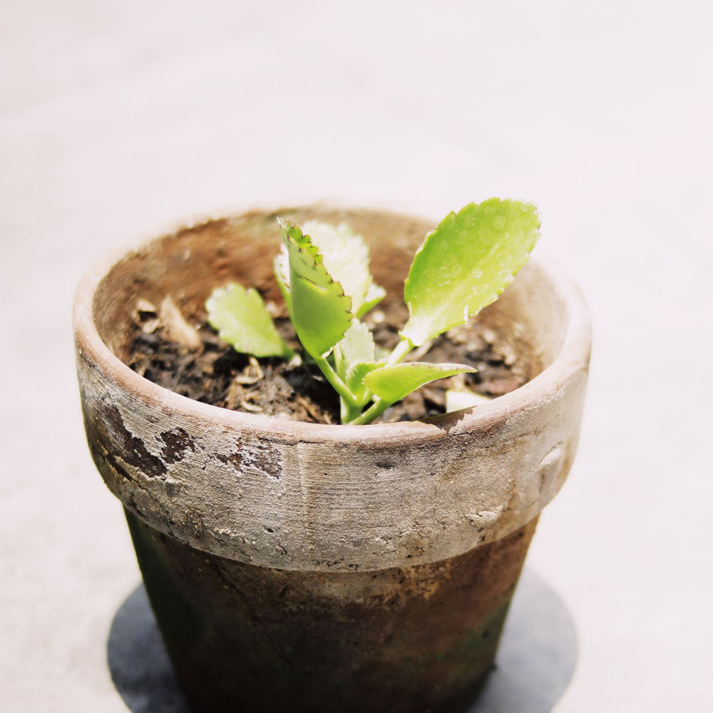A small ceramic flowerpot, photographed from above on a light table with a young green plant growing in it.