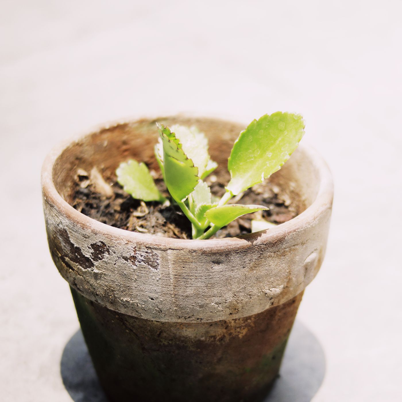 A small ceramic flowerpot, photographed from above on a light table with a young green plant growing in it.