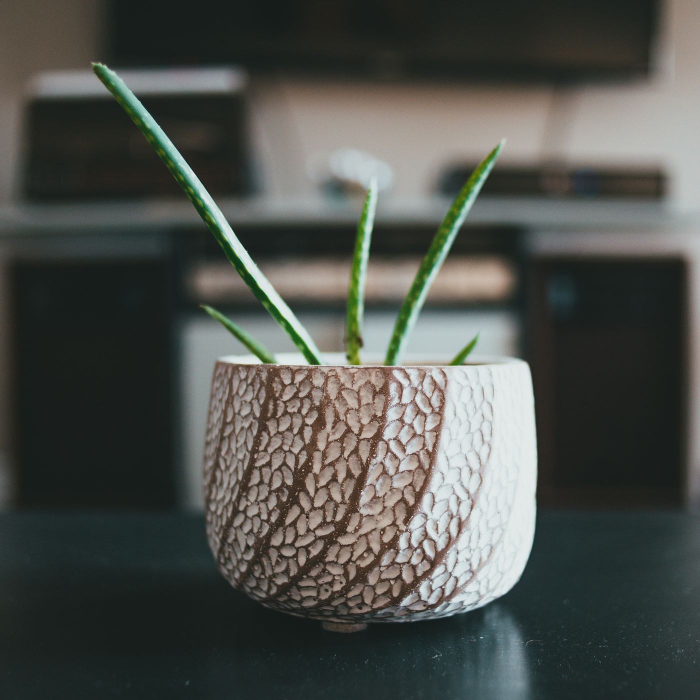 A stylish textured ceramic pot, photographed indoors planted with an aloe vera.
