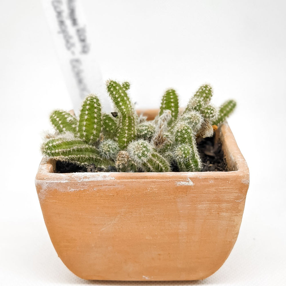 A terracotta pot shown against a white background with a cactus planted in it.