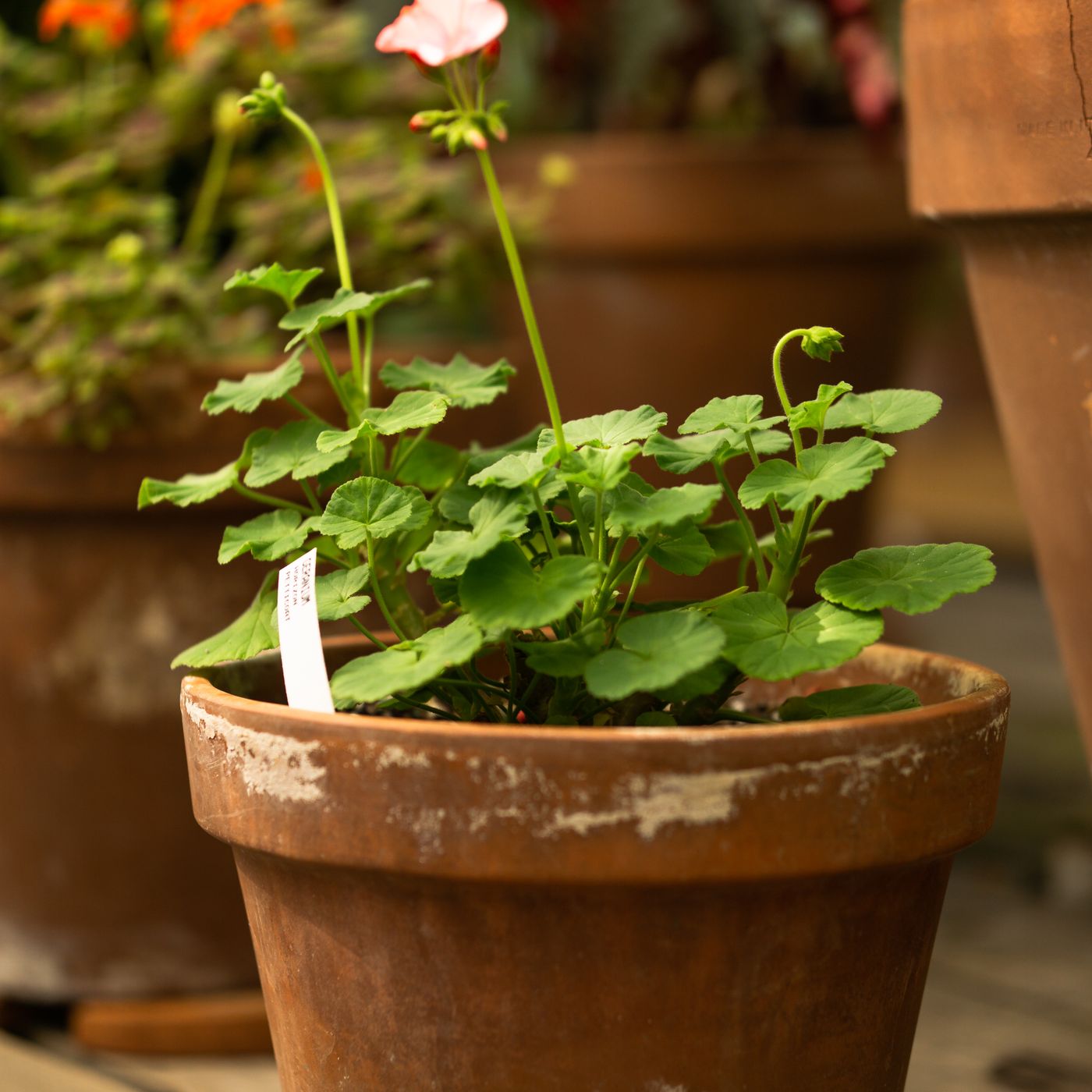 A terracotta pot photographed indoors with a geranium growing in it.